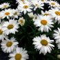 White Shasta Daisy Chrysanthemum Maximum - 250 Seeds
