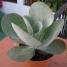 Flapjack Succulent Kalanchoe thyrsiflora - 20 Seeds