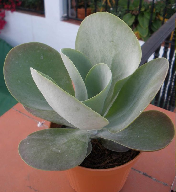 Paddle Plant Kalanchoe Thyrsiflora 20 Seeds