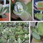 Paddle Plant Kalanchoe thyrsiflora - 20 Seeds