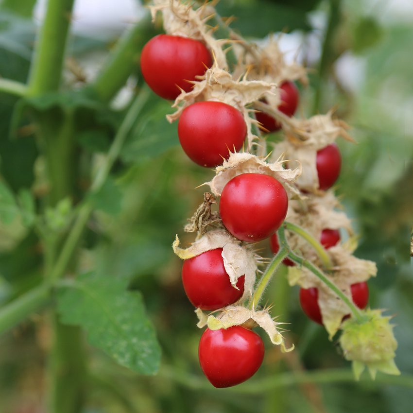 Plants, Seeds & Bulbs Other Plants, Seeds & Bulbs 5 graines de TOMATE