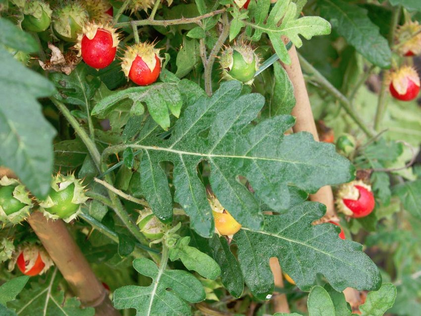 Comment Cultiver La Morelle De Balbis (Solanum Sisymbriifolium - Foto 11