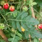 Morelle de Balbis Litchi Tomato Solanum sisymbriifolium - 20 Seeds