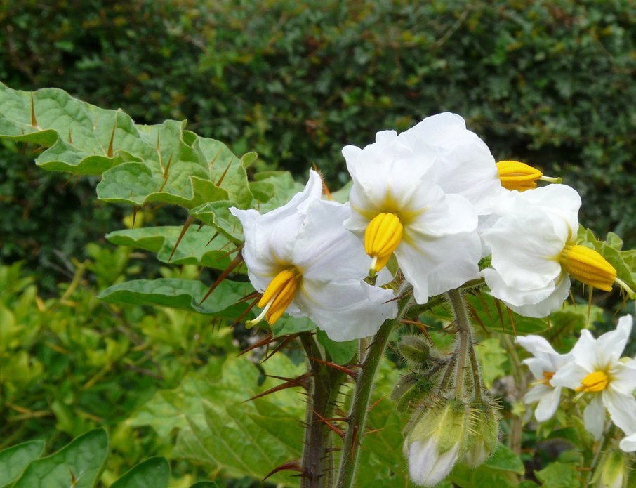 Comment Cultiver La Morelle De Balbis (Solanum Sisymbriifolium - Foto 13