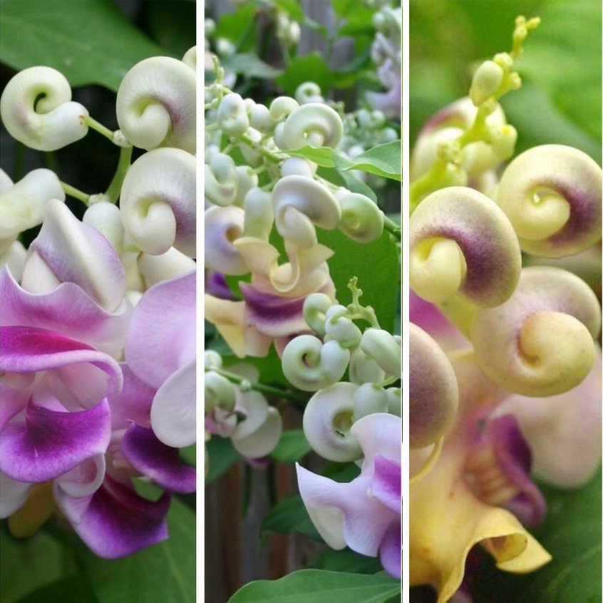 True Corkscrew Shell Vine Cochliasanthus Vigna Caracalla 1 Live Plant