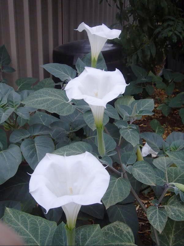 Night Blooming White Moonflower Bush Datura sp 10 Seeds