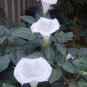 Night Blooming White Moonflower Bush Datura sp - 10 Seeds