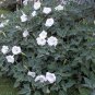 Night Blooming White Moonflower Bush Datura sp - 10 Seeds