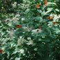 White Crownbeard Frostweed Verbesina virginica - 50 Seeds