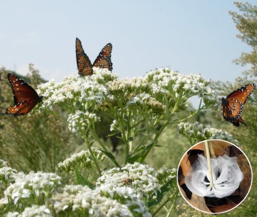 White Hoarfrost Flower Butterfly Frostweed Verbesina virginica - 50 Seeds