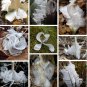 White Hoarfrost Flower Butterfly Frostweed Verbesina virginica - 50 Seeds