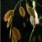Ornamental Grass Inland Sea Oats Chasmanthium Latifolium - 50 Seeds