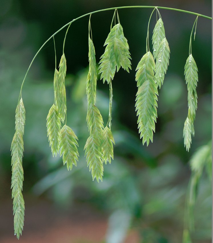 Ornamental Grass Inland Sea Oats Chasmanthium Latifolium - 50 Seeds