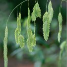 Ornamental Grass Inland Sea Oats Chasmanthium Latifolium - 50 Seeds