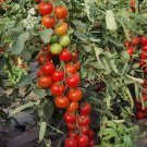 English Heirloom Tomato "Moneymaker" Solanum lycopersicum - 40 Seeds