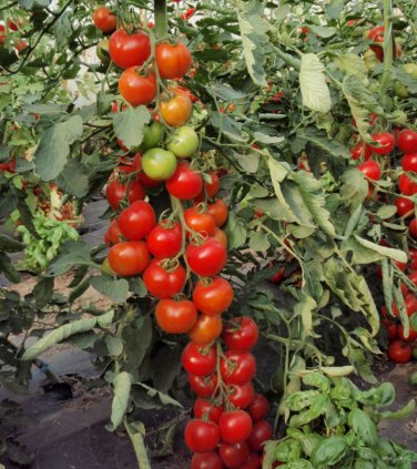 English Heirloom Tomato 