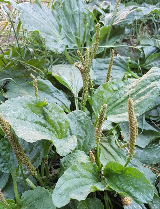 plantain herb seeds