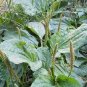 Organic Herb Greater Plantain Plantago Major - 100 Seeds