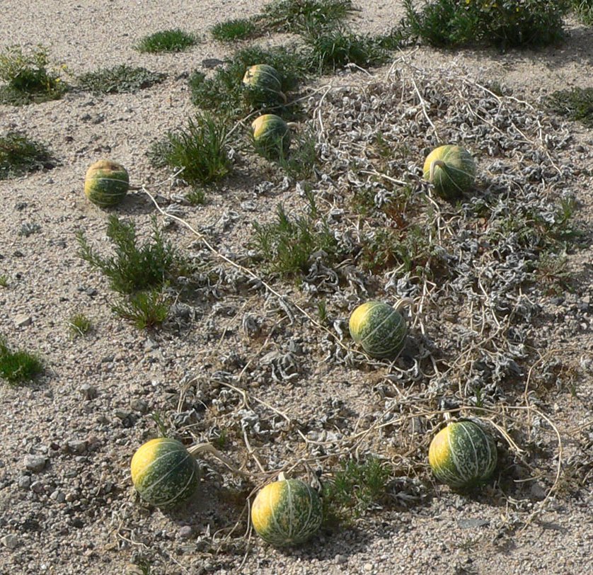 Native Wild Crafting Coyote Gourd American Indian Cucurbita Palmata