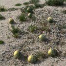 Native Wild Crafting Coyote Gourd American Indian Cucurbita Palmata - 15 Seeds