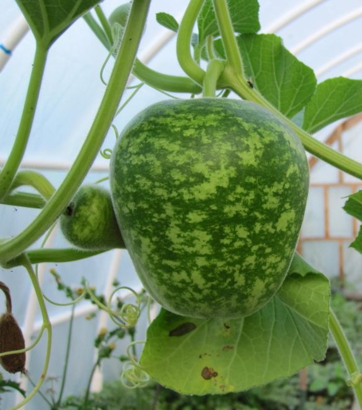Heirloom Large Crafting Apple Gourd Lagenaria siceraria 8 Seeds