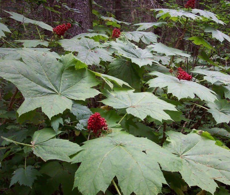 Cold Hardy Devil’s Club Plant Oplopanax horridus 15 Seeds
