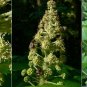 Cold Hardy Devilâ��s Club Plant Oplopanax horridus - 15 Seeds