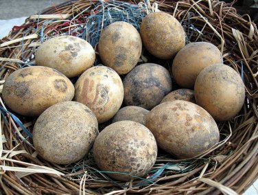 Crafting Nest Egg Gourd Cucurbita pepo - 10 Seeds