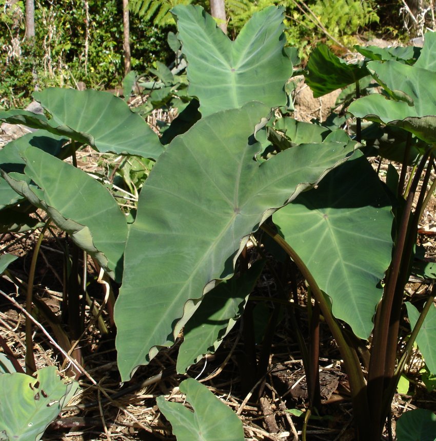 Cocoyam Arrowleaf Elephant Ear Malanga Xanthosoma sagittifolium 1 Rhizome