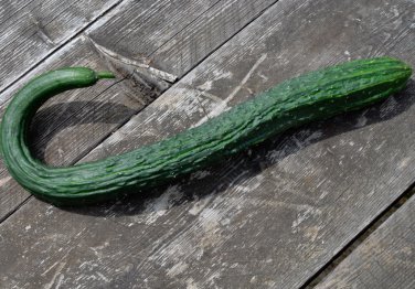 Heirloom Ribbed Suyo Long Cucumber Cucumis Sativus - 25 Seeds