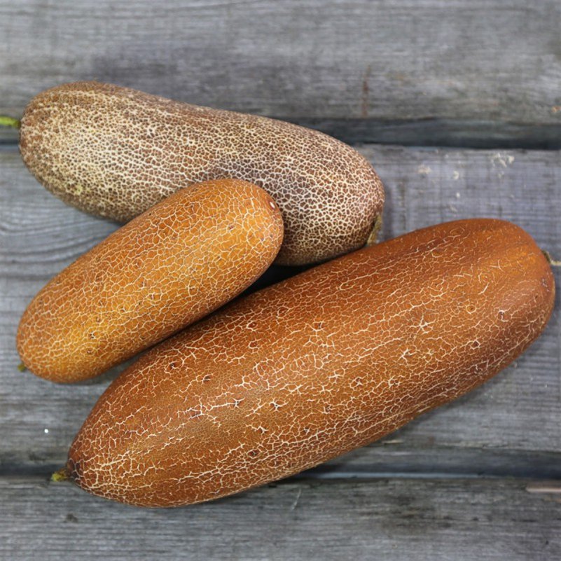 Organic Heirloom Indian Gourmet Cucumber Cucumis sativus - 25 Seeds