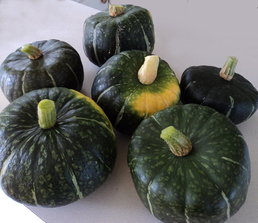 Heirloom Winter Squash Burgess Buttercup Cucurbita maxima - 30 Seeds