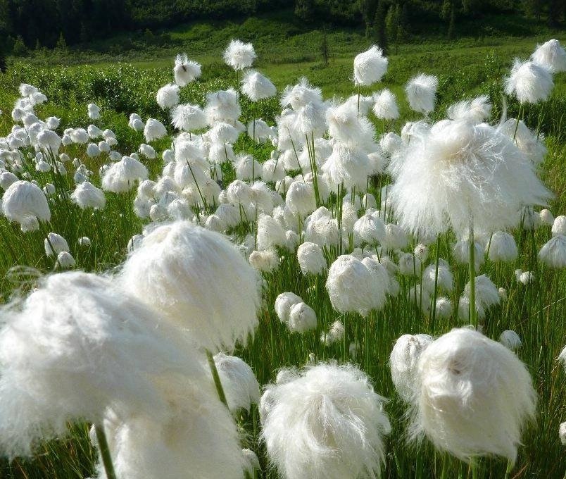 Seuss Inspired Hardy Cotton Grass Eriophorum angustifolium - 25 Seeds