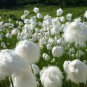 Seuss Inspired Hardy Cotton Grass Eriophorum angustifolium - 30 Seeds