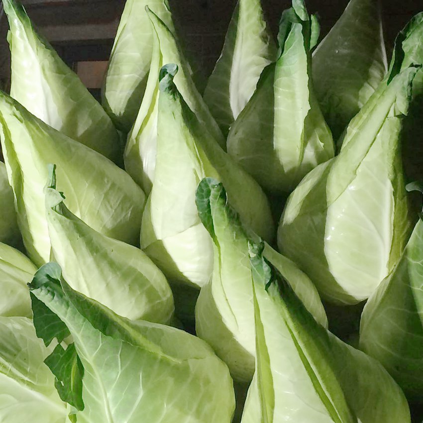 Rare Filderkraut Giant German Heirloom Cabbage Brassica oleracea capitata - 40 Seeds