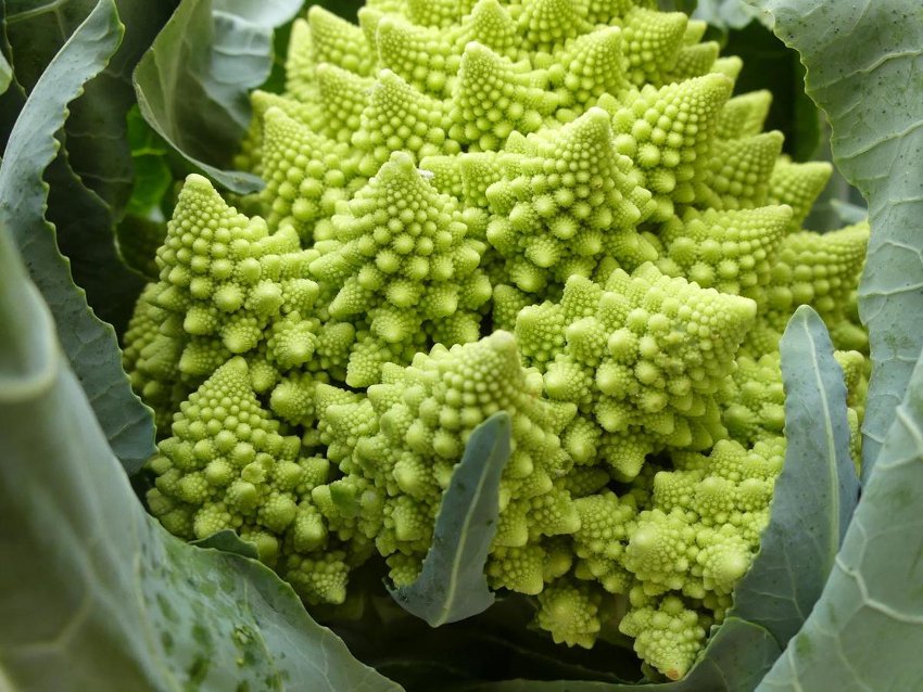 Seuss Inspired Chartreuse Heirloom Romanesco Broccoli Brassica oleracea - 40 Seeds