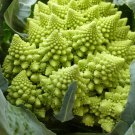 Seuss Inspired Chartreuse Heirloom Romanesco Broccoli Brassica oleracea - 100 Seeds