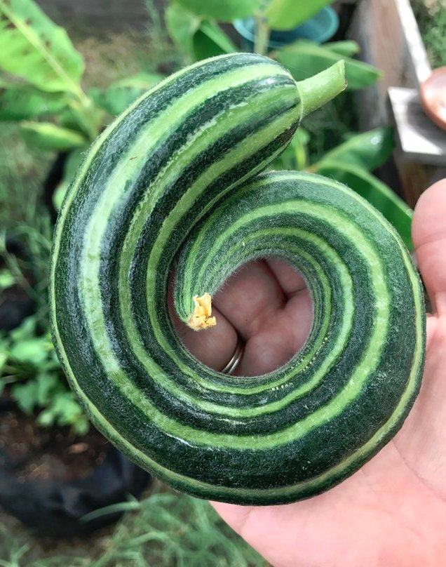 Seuss Inspired Heirloom Snake Cucumber Cucumis melo flexuosus - 20 Seeds