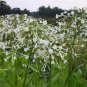 Scented White Trumpets Nicotiana sylvestris - 200 Seeds