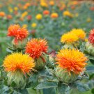 Organic Orange Safflower Carthamus Tinctorius - 200 Seeds