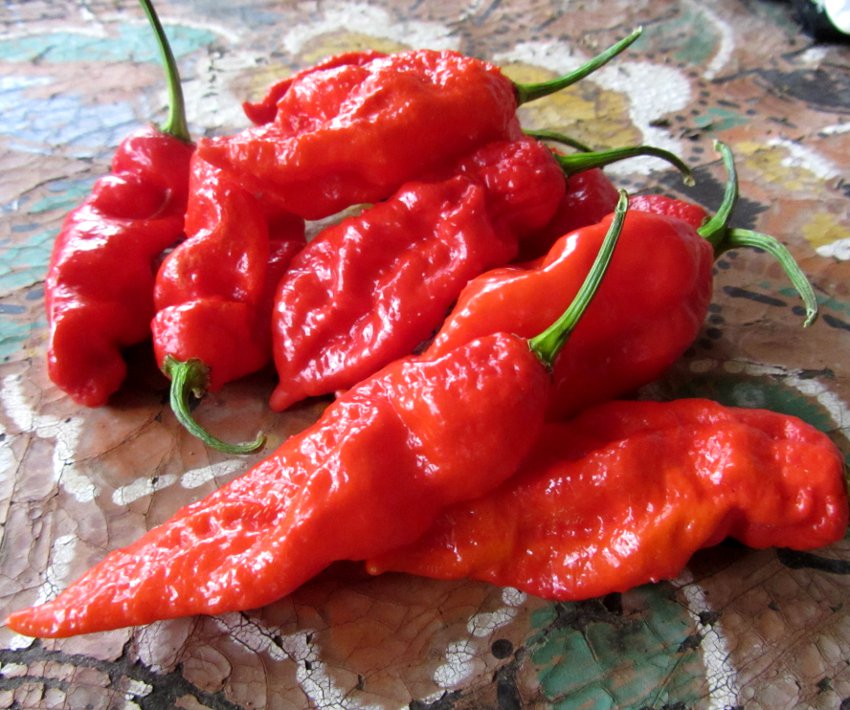 HOT! Ghost Chili Red Bhut Jolokia Capsicum chinense - 10 Seeds