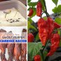HOT! Ghost Chili Red Bhut Jolokia Capsicum chinense - 20 Seeds