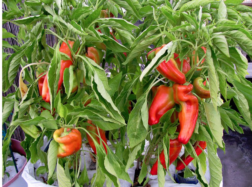 Argentina Aconcagua Sweet Pepper Giant Capsicum annuum - 30 Seeds