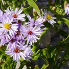 Aquatic Wild Sea Aster Rare Tripolium pannonicum - 20 Seeds