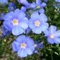 Heirloom Blue Flax Flower Linum usitatissimum - 500 Seeds
