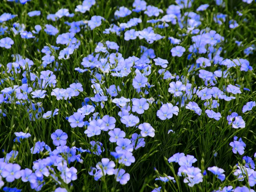 Linseed / Flax (Linum usitatissimum) organic, The Beautiful, European  wild plants