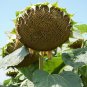 Giant Heirloom Russian Semechki  Sunflower Helianthus annuus - 40 Seed