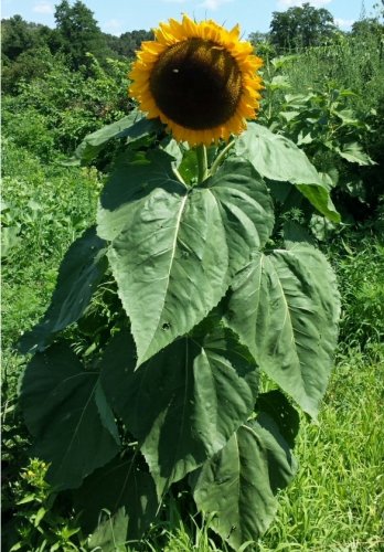 Giant Heirloom Russian Semechki  Sunflower Helianthus annuus - 40 Seed