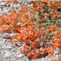 Apricot Desert Globemallow Sphaeralcea ambigua - 20 Seeds