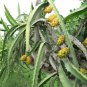 Golden Dragon Fruit Yellow Dragonfruit Hylocereus megalanthus  - 15 Seeds